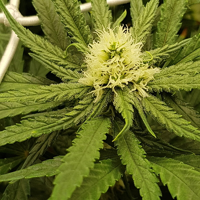 Growreport Bild 13