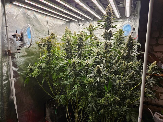 Growreport Bild 34