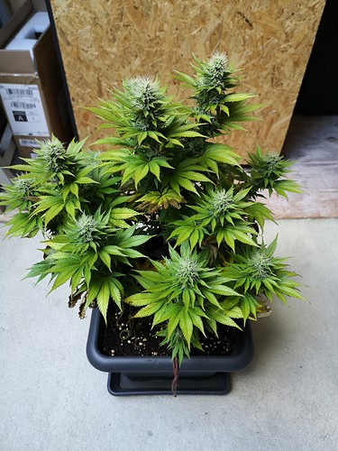 Growreport Bild 6