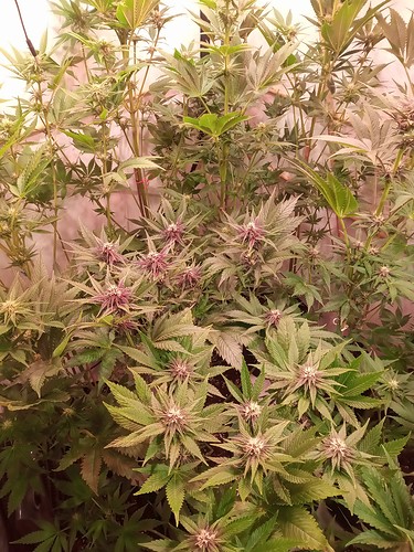 Growreport Bild 64