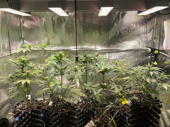 Growreport Bild 1