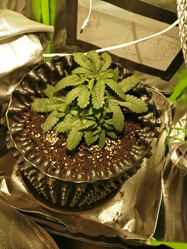 Growreport Bild 6