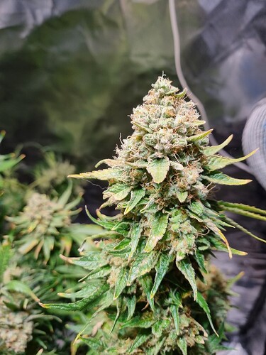 Growreport Bild 7