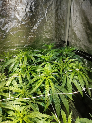 Growreport Bild 5