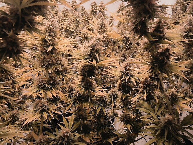 Growreport Bild 7