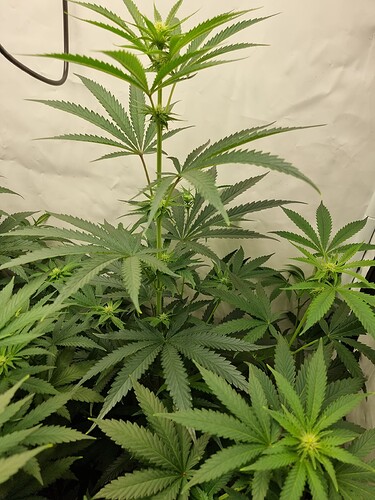 Growreport Bild 84