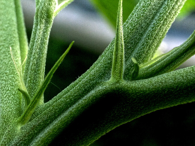 073_morgens_03_TF2vorbluete