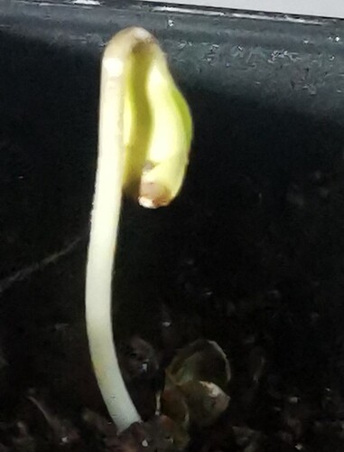 Growreport Bild 7