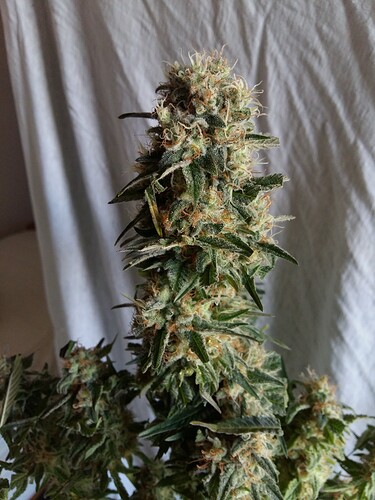 Growreport Bild 26