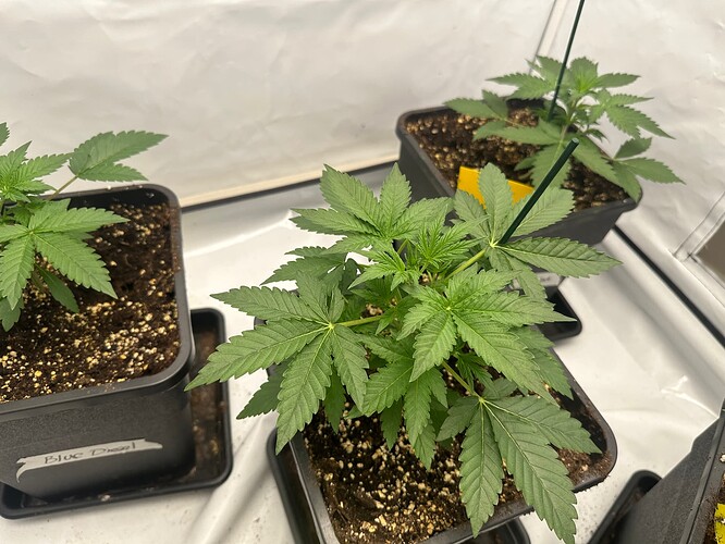 Growreport Bild 3
