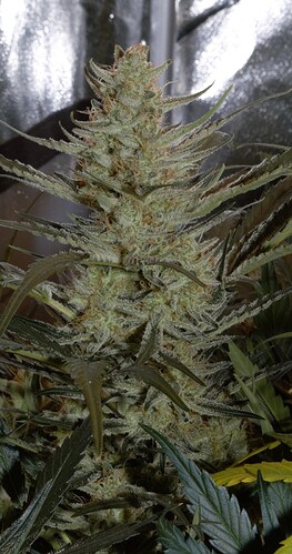 Growreport Bild 6