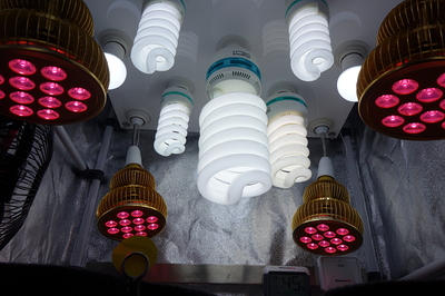 Mehrere Energiesparlampen und vier LED-Wachstumslampen mit rotem Licht sind in einer Growbox montiert.