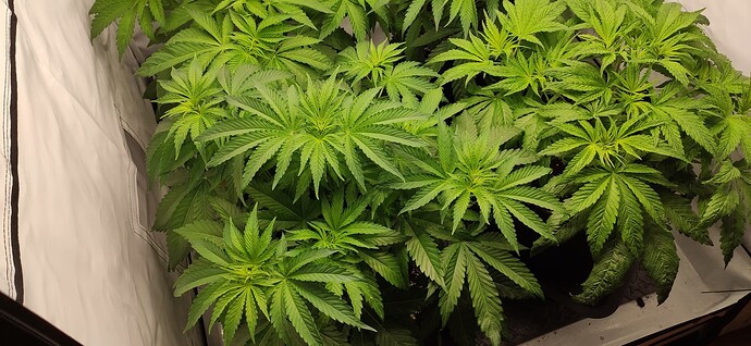 Growreport Bild 4