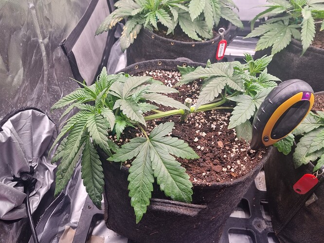 Growreport Bild 9
