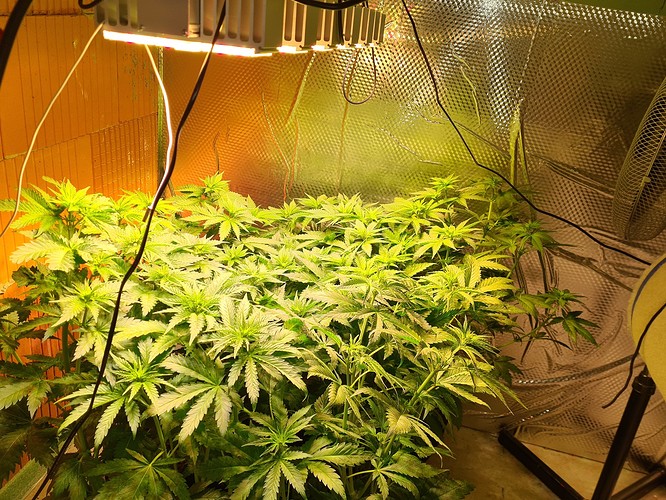 Mehrere junge Cannabispflanzen in der Wachstumsphase unter einer LED-Pflanzenlampe in einem Zelt.