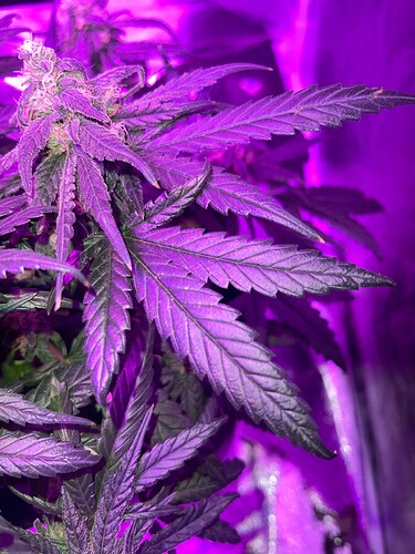 Growreport Bild 5