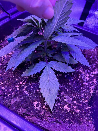 Growreport Bild 2
