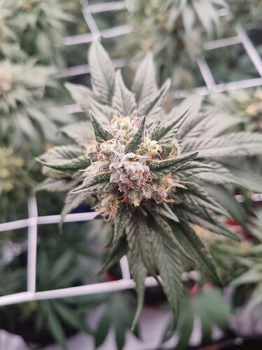 Growreport Bild 12