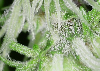 Growreport Bild 22