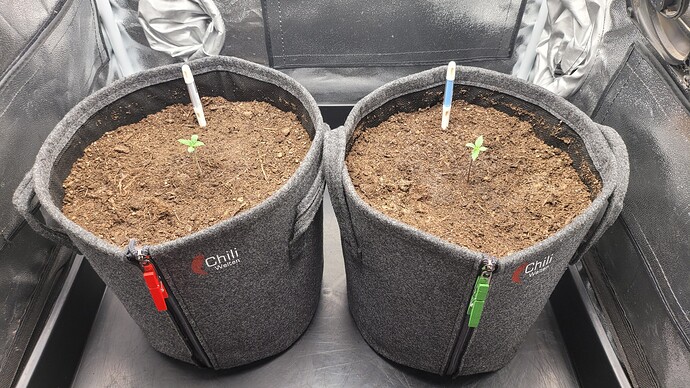 Growreport Bild 6