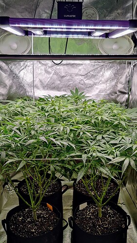 Growreport Bild 1