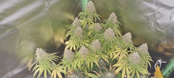 Growreport Bild 16