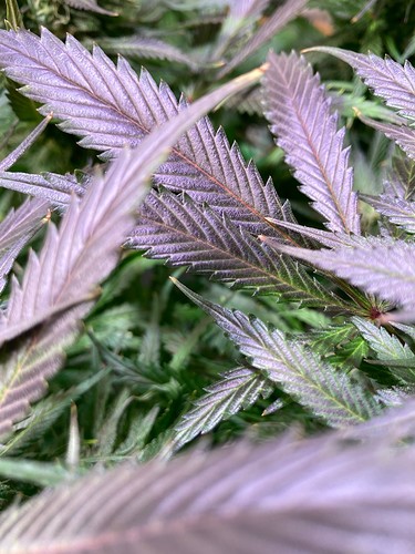 Growreport Bild 12