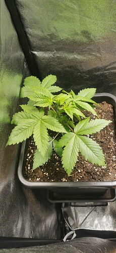 Growreport Bild 12