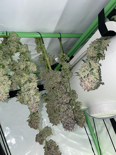 Growreport Bild 1
