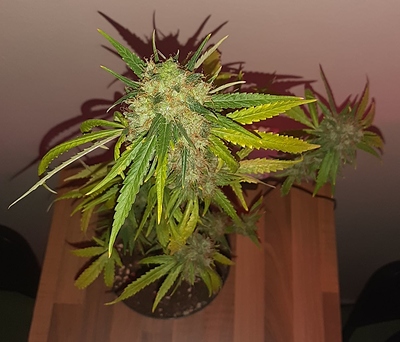 Growreport Bild 2