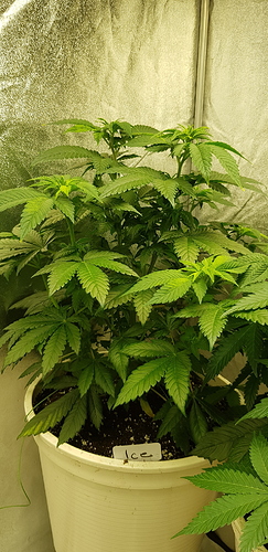 Growreport Bild 8