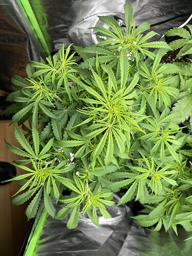 Growreport Bild 17