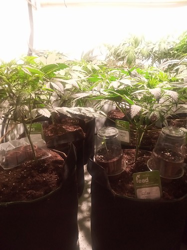 Growreport Bild 17