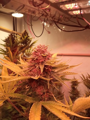Growreport Bild 15
