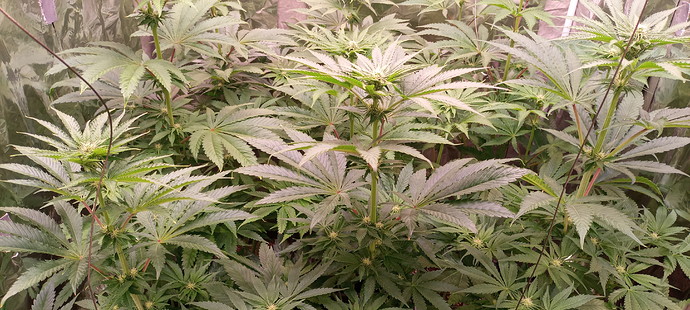 Growreport Bild 3