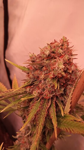 Growreport Bild 21