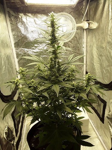 Growreport Bild 10