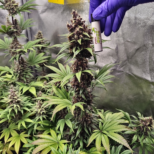 Growreport Bild 7