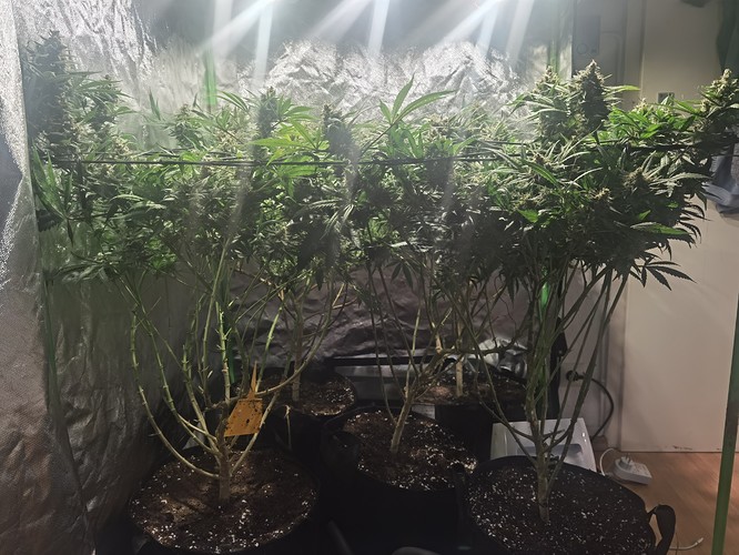 Growreport Bild 3