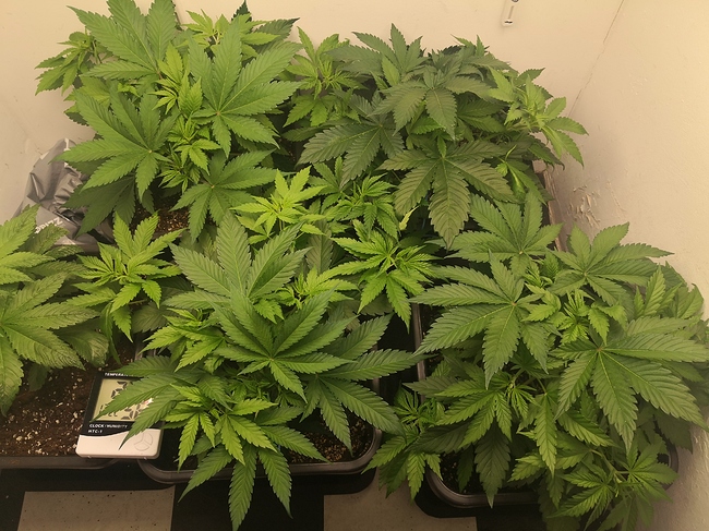 Growreport Bild 4