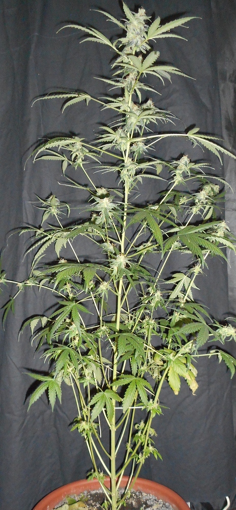 Growreport Dutch Passion Auto Mazar