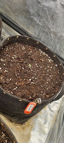 Growreport Bild 41