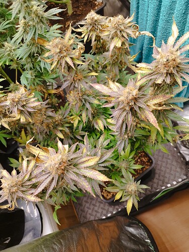 Growreport Bild 8