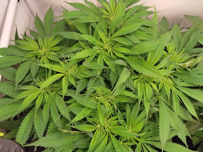 Growreport Bild 14