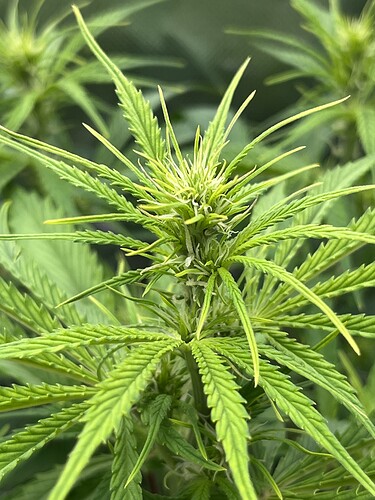 Growreport Bild 6
