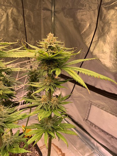 Growreport Bild 1