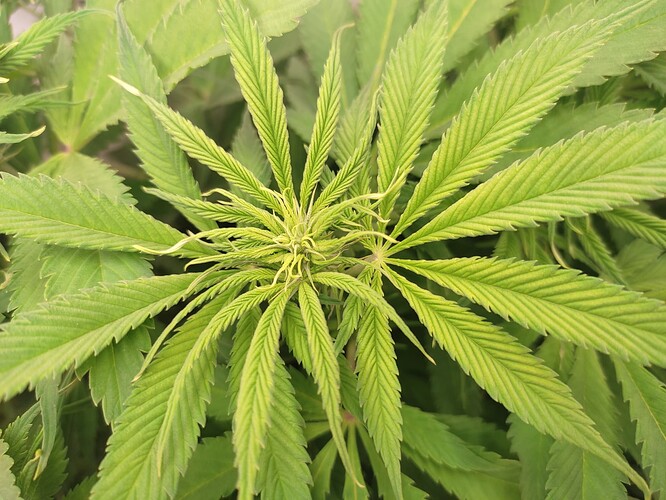 Growreport Bild 7