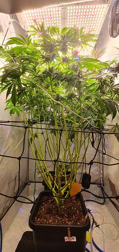 Growreport Bild 21