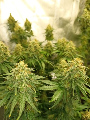 Growreport Bild 16