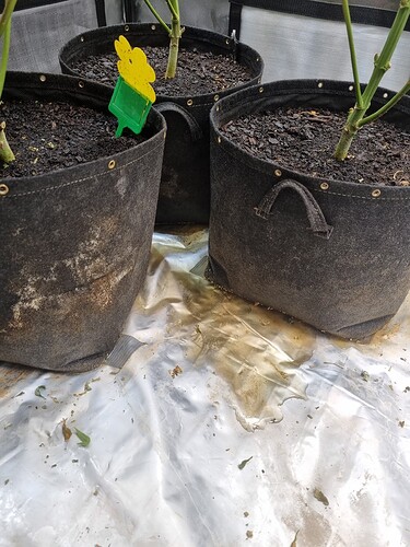 Growreport Bild 6